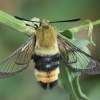 Narrow-bordered Bee Hawkmoth - Hemaris tityus | Fotografijos autorius : Gintautas Steiblys | © Macronature.eu | Macro photography web site