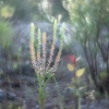 Narrow-leaved pepperwort - Lepidium ruderale | Fotografijos autorius : Vidas Brazauskas | © Macronature.eu | Macro photography web site