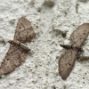  Eupithecia intricata | Fotografijos autorius : Vytautas Gluoksnis | © Macrogamta.lt | Šis tinklapis priklauso bendruomenei kuri domisi makro fotografija ir fotografuoja gyvąjį makro pasaulį.