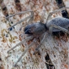 Nendrinis maišavoris - Clubiona phragmitis  | Fotografijos autorius : Gintautas Steiblys | © Macrogamta.lt | Šis tinklapis priklauso bendruomenei kuri domisi makro fotografija ir fotografuoja gyvąjį makro pasaulį.