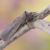 Nendrinis medgręžis - Phragmataecia castaneae | Fotografijos autorius : Arūnas Eismantas | © Macrogamta.lt | Šis tinklapis priklauso bendruomenei kuri domisi makro fotografija ir fotografuoja gyvąjį makro pasaulį.