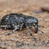 Netikrastraublis - Tropideres albirostris | Fotografijos autorius : Gintautas Steiblys | © Macrogamta.lt | Šis tinklapis priklauso bendruomenei kuri domisi makro fotografija ir fotografuoja gyvąjį makro pasaulį.