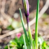 Tinklinis vilkdalgis | Iris reticulata | Fotografijos autorius : Darius Baužys | © Macronature.eu | Macro photography web site