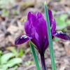Netted iris, golden netted iris, dwarf iris | Iris reticulata | Fotografijos autorius : Darius Baužys | © Macronature.eu | Macro photography web site