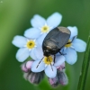 Neužmirštuolinė urvablakė - Sehirus luctuosus | Fotografijos autorius : Vidas Brazauskas | © Macrogamta.lt | Šis tinklapis priklauso bendruomenei kuri domisi makro fotografija ir fotografuoja gyvąjį makro pasaulį.