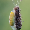 New Forest Burnet - Zygaena viciae, caterpillar is making a cocoon. | Fotografijos autorius : Žilvinas Pūtys | © Macronature.eu | Macro photography web site