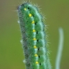New Forest Burnet - Zygaena viciae, caterpillar | Fotografijos autorius : Gintautas Steiblys | © Macronature.eu | Macro photography web site