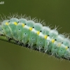 New Forest Burnet - Zygaena viciae, caterpillar | Fotografijos autorius : Gintautas Steiblys | © Macronature.eu | Macro photography web site