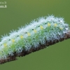 New Forest Burnet - Zygaena viciae, caterpillar | Fotografijos autorius : Arūnas Eismantas | © Macronature.eu | Macro photography web site