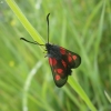 New Forest Burnet - Zygaena viciae | Fotografijos autorius : Agnė Kulpytė | © Macronature.eu | Macro photography web site