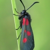 New Forest Burnet - Zygaena viciae | Fotografijos autorius : Gintautas Steiblys | © Macronature.eu | Macro photography web site