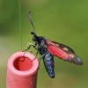 New Forest Burnet - Zygaena viciae | Fotografijos autorius : Gintautas Steiblys | © Macronature.eu | Macro photography web site