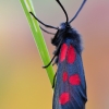 New Forest Burnet - Zygaena viciae | Fotografijos autorius : Arūnas Eismantas | © Macronature.eu | Macro photography web site