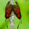 New Forest Burnet - Zygaena viciae | Fotografijos autorius : Romas Ferenca | © Macronature.eu | Macro photography web site