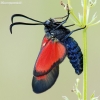 New Forest Burnet - Zygaena viciae | Fotografijos autorius : Arūnas Eismantas | © Macronature.eu | Macro photography web site