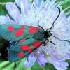 New Forest Burnet - Zygaena viciae | Fotografijos autorius : Algirdas Vilkas | © Macronature.eu | Macro photography web site
