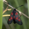 New Forest Burnet - Zygaena viciae | Fotografijos autorius : Žilvinas Pūtys | © Macronature.eu | Macro photography web site