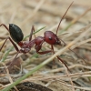 Nodal desert ant - Cataglyphis nodus | Fotografijos autorius : Gintautas Steiblys | © Macronature.eu | Macro photography web site