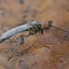 Uodas trūklys - Chironomidae | Fotografijos autorius : Gintautas Steiblys | © Macronature.eu | Macro photography web site