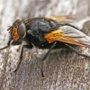 Noon Fly - Mesembrina meridiana | Fotografijos autorius : Gintautas Steiblys | © Macronature.eu | Macro photography web site