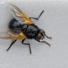 Noon Fly - Mesembrina meridiana | Fotografijos autorius : Darius Baužys | © Macronature.eu | Macro photography web site