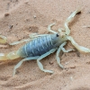 North African Scorpion - Buthacus arenicola, juv. | Fotografijos autorius : Gintautas Steiblys | © Macronature.eu | Macro photography web site