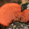 Northern Cinnabar Polypore - Trametes cinnabarina | Fotografijos autorius : Ramunė Vakarė | © Macronature.eu | Macro photography web site