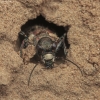 Northern Dune Tiger Beetle - Cicindela hybrida | Fotografijos autorius : Gintautas Steiblys | © Macronature.eu | Macro photography web site