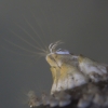 Northern acorn barnacle - Semibalanus balanoides | Fotografijos autorius : Gintautas Steiblys | © Macronature.eu | Macro photography web site