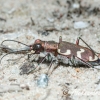 Northern dune tiger beetle (Cicindela hybrida) | Fotografijos autorius : Aleksandras Naryškin | © Macronature.eu | Macro photography web site