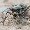 Northern dune tiger beetle - Cicindela hybrida  | Fotografijos autorius : Oskaras Venckus | © Macronature.eu | Macro photography web site