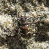 Northern dune tiger beetle - Cicindela hybrida | Fotografijos autorius : Vitalii Alekseev | © Macronature.eu | Macro photography web site