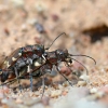 Northern dune tiger beetle - Cicindela hybrida | Fotografijos autorius : Arūnas Eismantas | © Macronature.eu | Macro photography web site