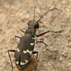 Baltalūpis šoklys - Cicindela hybrida | Fotografijos autorius : Lukas Jonaitis | © Macronature.eu | Macro photography web site