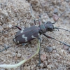 Northern dune tiger beetle - Cicindela hybrida | Fotografijos autorius : Žilvinas Pūtys | © Macronature.eu | Macro photography web site