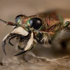 Northern dune tiger beetle - Cicindela hybrida | Fotografijos autorius : Eugenijus Kavaliauskas | © Macronature.eu | Macro photography web site