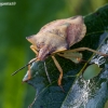 Northern fruit bug - Carpocoris fuscispinus  | Fotografijos autorius : Žilvinas Pūtys | © Macronature.eu | Macro photography web site