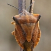 Northern fruit bug - Carpocoris fuscispinus  | Fotografijos autorius : Gintautas Steiblys | © Macronature.eu | Macro photography web site