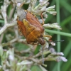 Northern fruit bug - Carpocoris fuscispinus | Fotografijos autorius : Vytautas Gluoksnis | © Macronature.eu | Macro photography web site