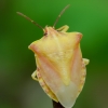 Northern fruit bug - Carpocoris fuscispinus | Fotografijos autorius : Romas Ferenca | © Macronature.eu | Macro photography web site