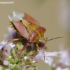 Northern fruit bug - Carpocoris fuscispinus | Fotografijos autorius : Gediminas Gražulevičius | © Macronature.eu | Macro photography web site