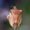 Northern fruit bug - Carpocoris fuscispinus | Fotografijos autorius : Romas Ferenca | © Macronature.eu | Macro photography web site