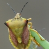 Northern fruit bug - Carpocoris fuscispinus | Fotografijos autorius : Darius Baužys | © Macronature.eu | Macro photography web site