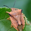 Northern fruit bug - Carpocoris fuscispinus | Fotografijos autorius : Kazimieras Martinaitis | © Macronature.eu | Macro photography web site