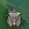 Northern fruit bug - Carpocoris fuscispinus | Fotografijos autorius : Zita Gasiūnaitė | © Macronature.eu | Macro photography web site