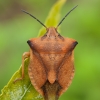 Tamsiaūsė skydblakė - Carpocoris fuscispinus | Fotografijos autorius : Žilvinas Pūtys | © Macronature.eu | Macro photography web site