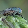 Nose fly - Rhyncomya peusi | Fotografijos autorius : Gintautas Steiblys | © Macronature.eu | Macro photography web site