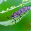 Notch-horned Cleg Fly, Common horse fly | Haematopota pluvialis | Fotografijos autorius : Darius Baužys | © Macronature.eu | Macro photography web site