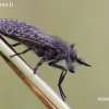 Paprastasis žabalis - Haematopota pluvialis  | Fotografijos autorius : Arūnas Eismantas | © Macronature.eu | Macro photography web site