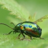 Notrelinis puošnys - Chrysolina fastuosa | Fotografijos autorius : Vidas Brazauskas | © Macrogamta.lt | Šis tinklapis priklauso bendruomenei kuri domisi makro fotografija ir fotografuoja gyvąjį makro pasaulį.